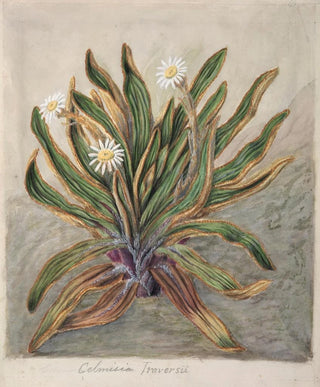 Sarah Featon - Mountain daisy.webp