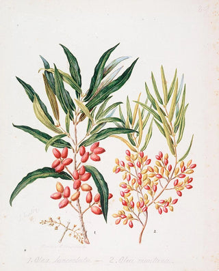Sarah Featon - Nestegis lanceolata N montana.webp