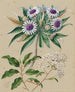 Gommage para aves de oveja Olearia angustifolia Teteaweka Olearia fruticosa Akipirau - Sarah Featon — vista de la obra