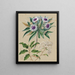 Gommage para aves de oveja Olearia angustifolia Teteaweka Olearia fruticosa Akipirau - Sarah Featon — cuadro enmarcado en la pared