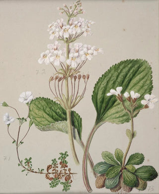 Sarah Featon - Ourisia.webp