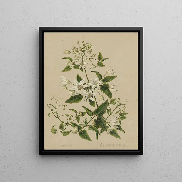 Pikiarero Clematis hexasepala - Sarah Featon — cuadro enmarcado en la pared