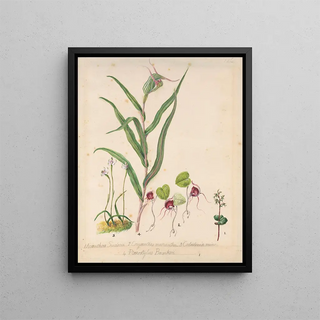 Sarah Featon - Pixie cap orchid Acianthus sinclairii Spider orchid Corybas macranthus Caladenia minor Tutukiwi Greenhood orchid Pterostylis banksii.webp