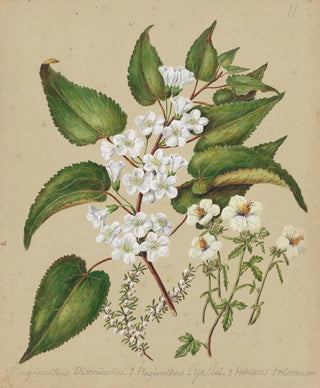 Sarah Featon - Plagianthus divaricatus Plagianthus lyallii Hibiscus trianium.webp