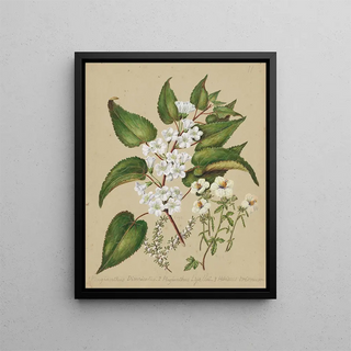 Sarah Featon - Plagianthus divaricatus Plagianthus lyallii Hibiscus trianium.webp