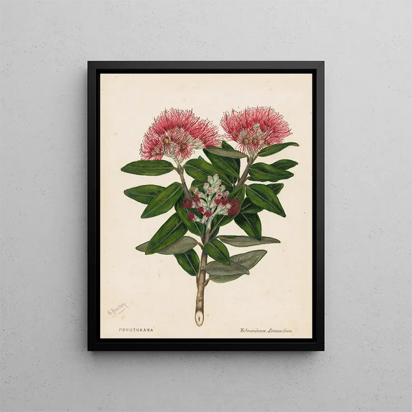 Pohutukawa Metrosideros tomentosa - Sarah Featon — cuadro enmarcado en la pared