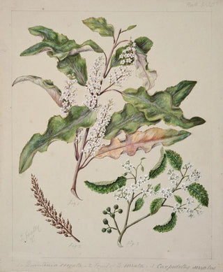 Sarah Featon - Quintinia serrata Carpodetus serratus.webp
