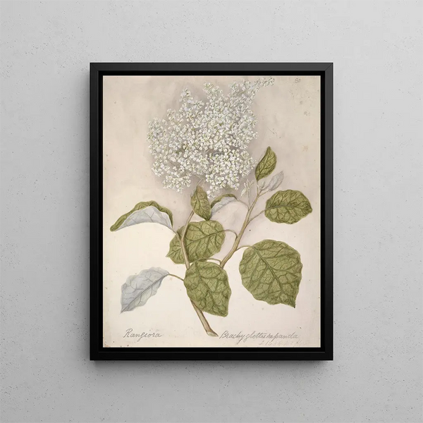 Rangiora - Sarah Featon — cuadro enmarcado en la pared