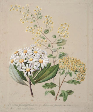 Sarah Featon - Senecio 3 species.webp