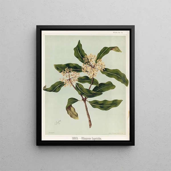 Tarata Pittosporum eugenioides, Planche 9 - Sarah Featon — cuadro enmarcado en la pared