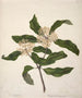 Tarata Pittosporum eugenioides - Sarah Featon — vista de la obra