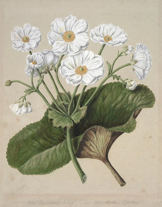Sarah Featon - The mountain lily.webp