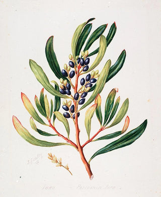 Sarah Featon - Toronia toru.webp