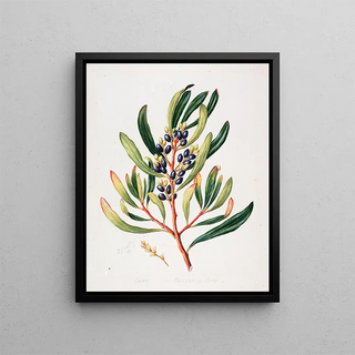 Sarah Featon - Toronia toru.webp