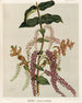 Tupakihi Coriaria ruscifolia, Planche 25 - Sarah Featon — vista de la obra