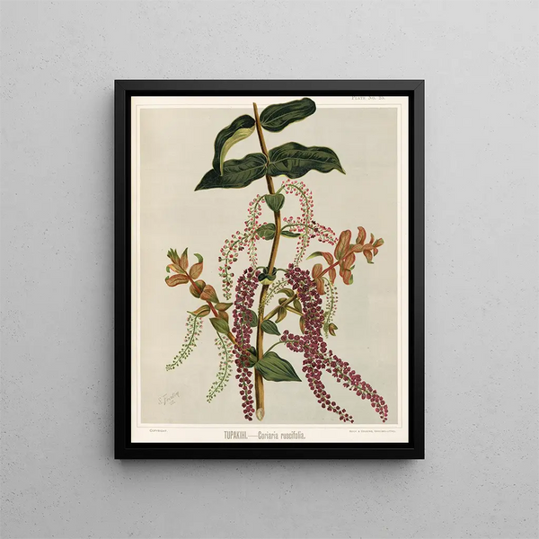 Tupakihi Coriaria ruscifolia, Planche 25 - Sarah Featon — cuadro enmarcado en la pared