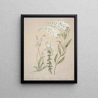 Sarah Featon - Veronica.webp