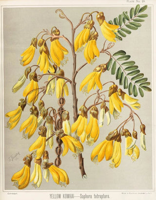 Sarah Featon - Yellow Kowhai Sophora tetraptera Plate 28.webp