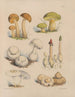 Ilustraciones de los hongos de nuestros campos y bosques pl01 - Sarah Price — vista de la obra