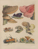 Ilustraciones de los hongos de nuestros campos y bosques pl04 - Sarah Price — vista de la obra