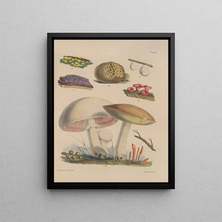 Sarah Price - Illustrations of the fungi of our fields and woods Pl09.webp