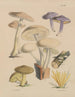 Ilustraciones de los hongos de nuestros campos y bosques Pl14 - Sarah Price — vista de la obra