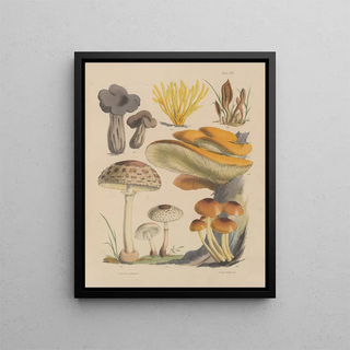 Sarah Price - Illustrations of the fungi of our fields and woods Pl16.webp