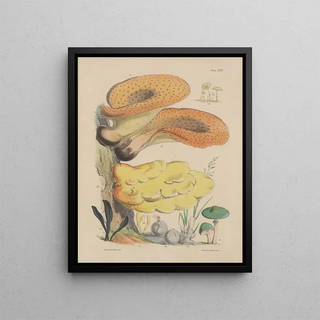 Sarah Price - Illustrations of the fungi of our fields and woods Pl18.webp