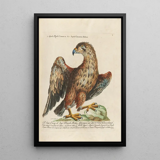 Saverio Manetti - Ornithologia methodice digesta Pl001.webp