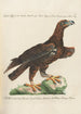 Ornithology Painting methodically arranged Pl004 - Saverio Manetti — artwork view