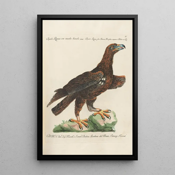 Saverio Manetti - Ornithologia methodice digesta Pl004.webp