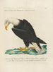 Ornithology Painting methodically arranged Pl008 - Saverio Manetti — artwork view