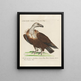 Saverio Manetti - Ornithologia methodice digesta Pl010.webp