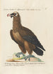 Ornithology Painting methodically arranged Pl011 - Saverio Manetti — artwork view