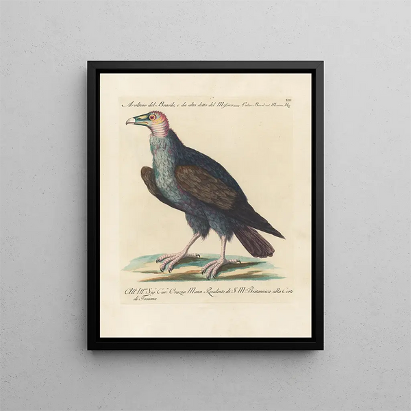 L'ornithologie metodicamente digerida Pl013 - Saverio Manetti — cuadro enmarcado en la pared