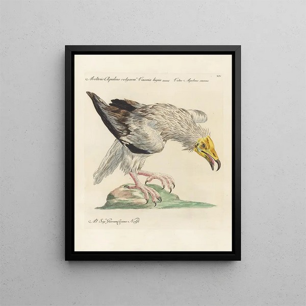 L'ornithologie méthodiquement digérée Pl014 - Saverio Manetti — cuadro enmarcado en la pared