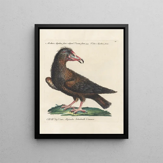 Saverio Manetti - Ornithologia methodice digesta Pl015.webp