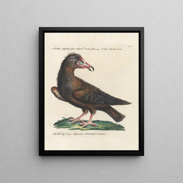 Saverio Manetti - Ornithologia methodice digesta Pl015.webp