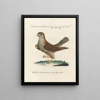 Saverio Manetti - Ornithologia methodice digesta Pl016.webp