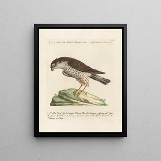 Saverio Manetti - Ornithologia methodice digesta Pl018.webp
