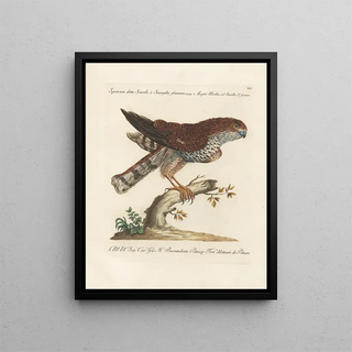 Saverio Manetti - Ornithologia methodice digesta Pl019.webp