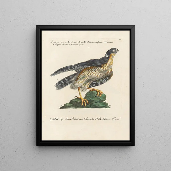 Saverio Manetti - Ornithologia methodice digesta Pl020.webp