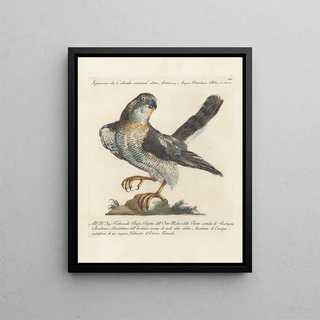 Saverio Manetti - Ornithologia methodice digesta Pl021.webp