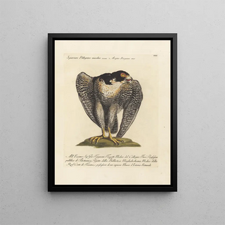 Saverio Manetti - Ornithologia methodice digesta Pl023.webp