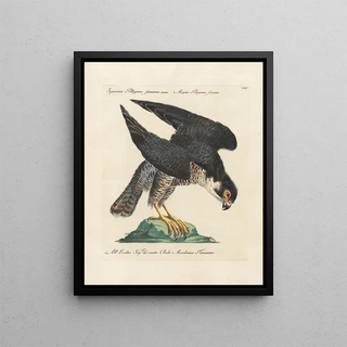 Saverio Manetti - Ornithologia methodice digesta Pl024.webp