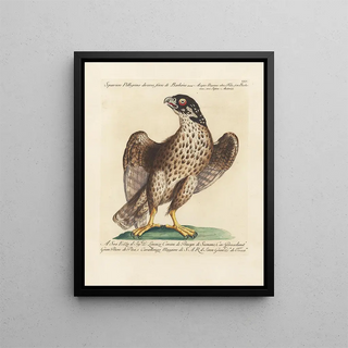 Saverio Manetti - Ornithologia methodice digesta Pl025.webp