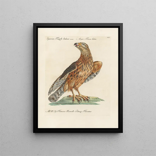 Saverio Manetti - Ornithologia methodice digesta Pl026.webp