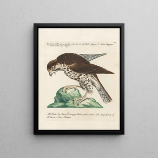 Saverio Manetti - Ornithologia methodice digesta Pl029.webp