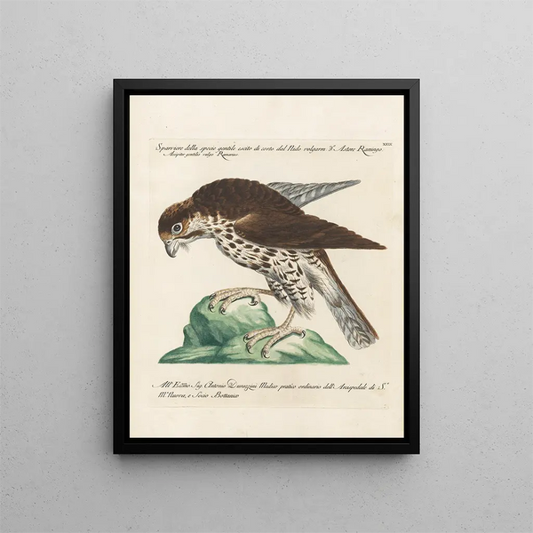 Saverio Manetti - Ornithologia methodice digesta Pl029.webp