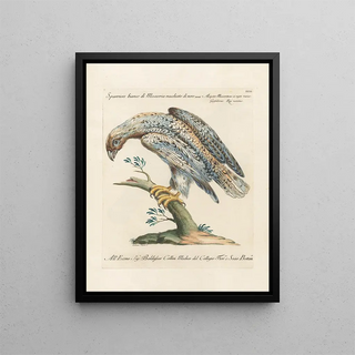 Saverio Manetti - Ornithologia methodice digesta Pl030.webp